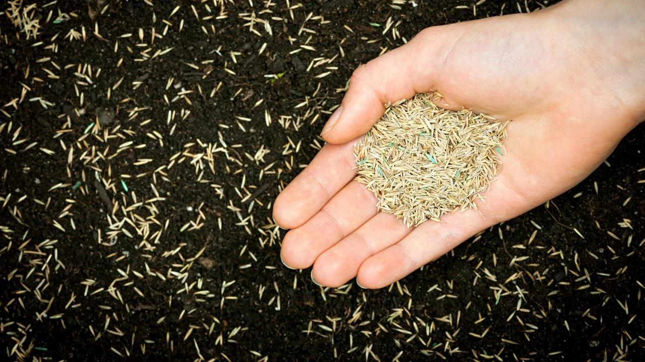 Când se seamănă gazonul? | SeminteGazon.ro - Distribuitor oficial de produse profesionale pentru întreținerea gazonului